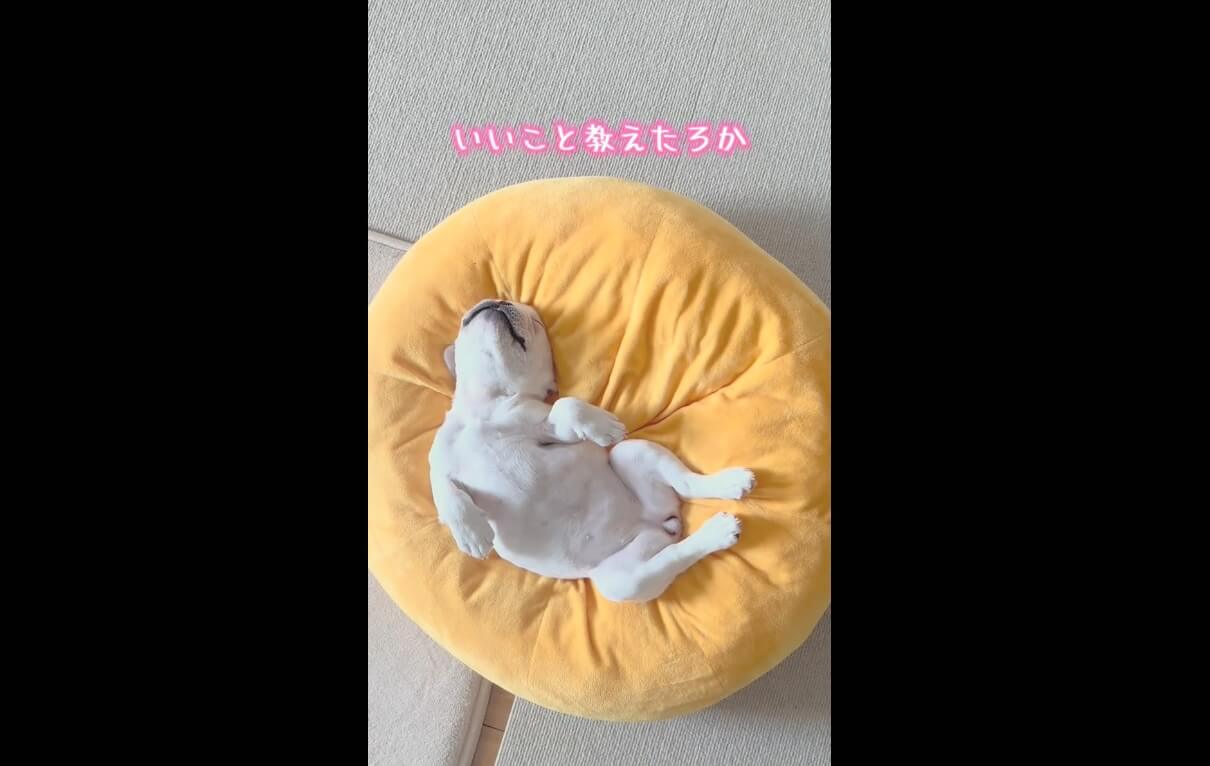 フレンチブルドッグ,動画