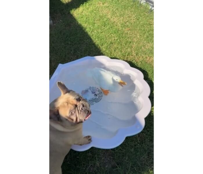 フレンチブルドッグ,動画