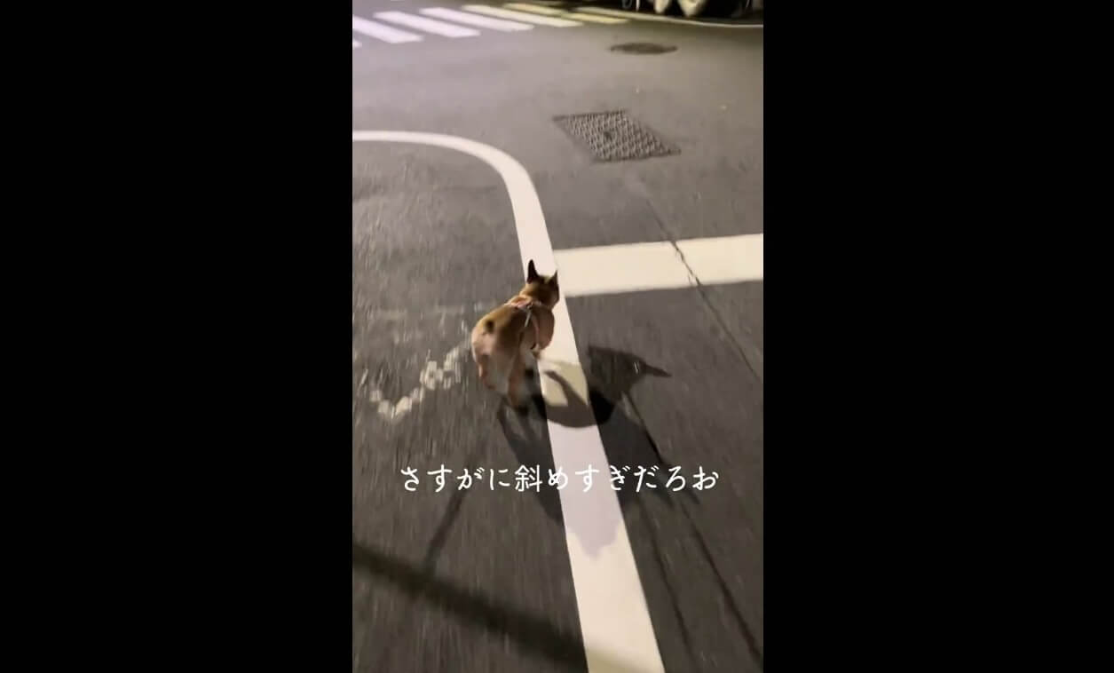 フレンチブルドッグ,動画