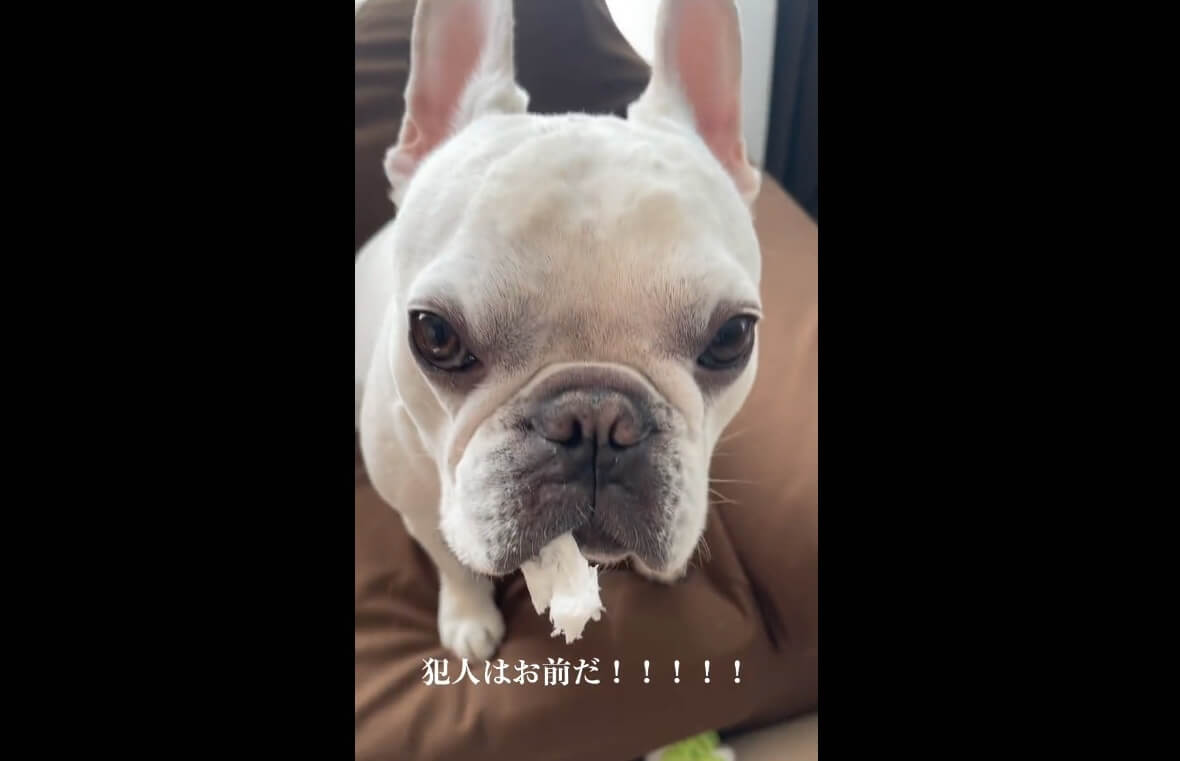 フレンチブルドッグ,動画