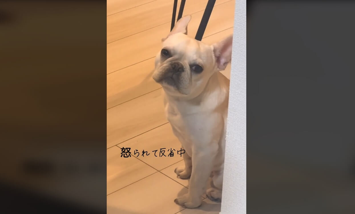 フレンチブルドッグ,動画