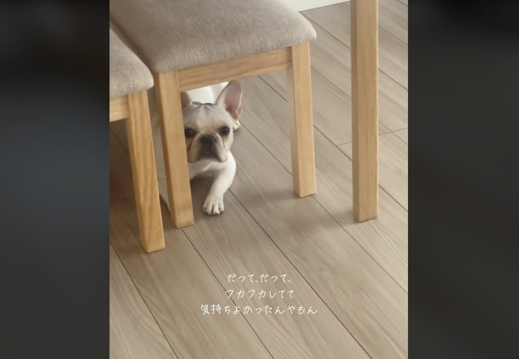 フレンチブルドッグ,動画