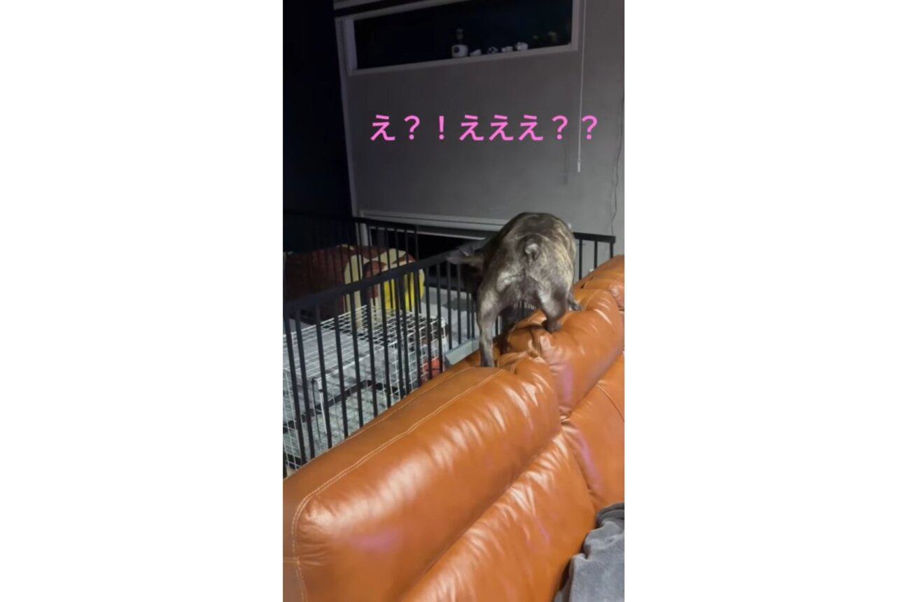 フレンチブルドッグ,動画