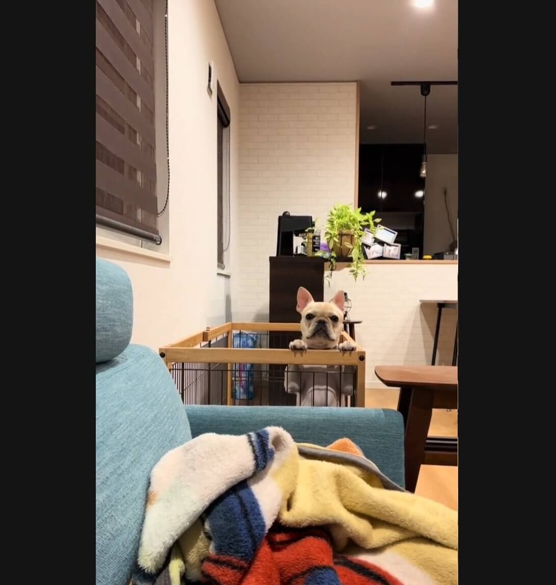 フレンチブルドッグ,動画