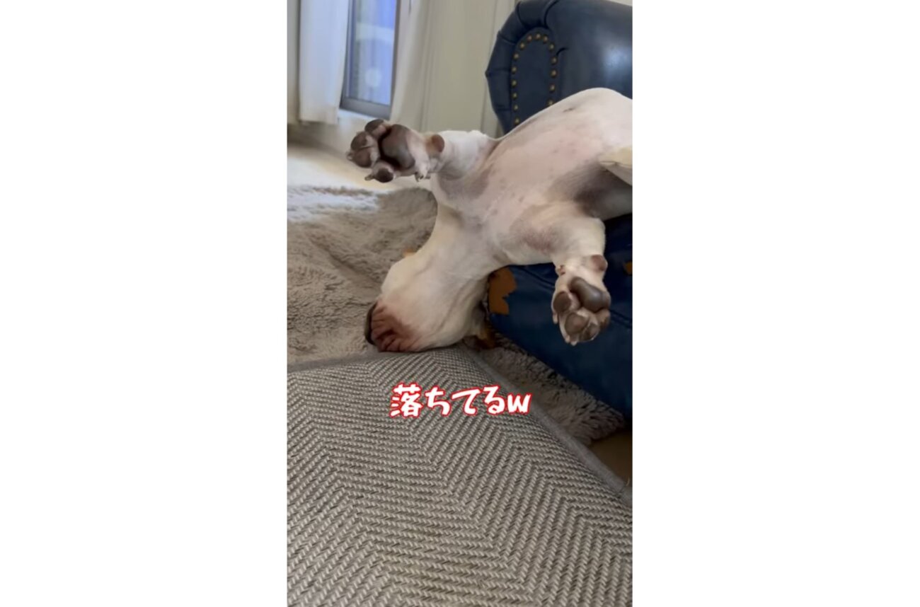フレンチブルドッグ,動画