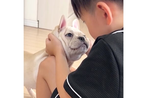 6歳のお兄ちゃんにお説教されるフレブルパピー。一丁前に聞いてて