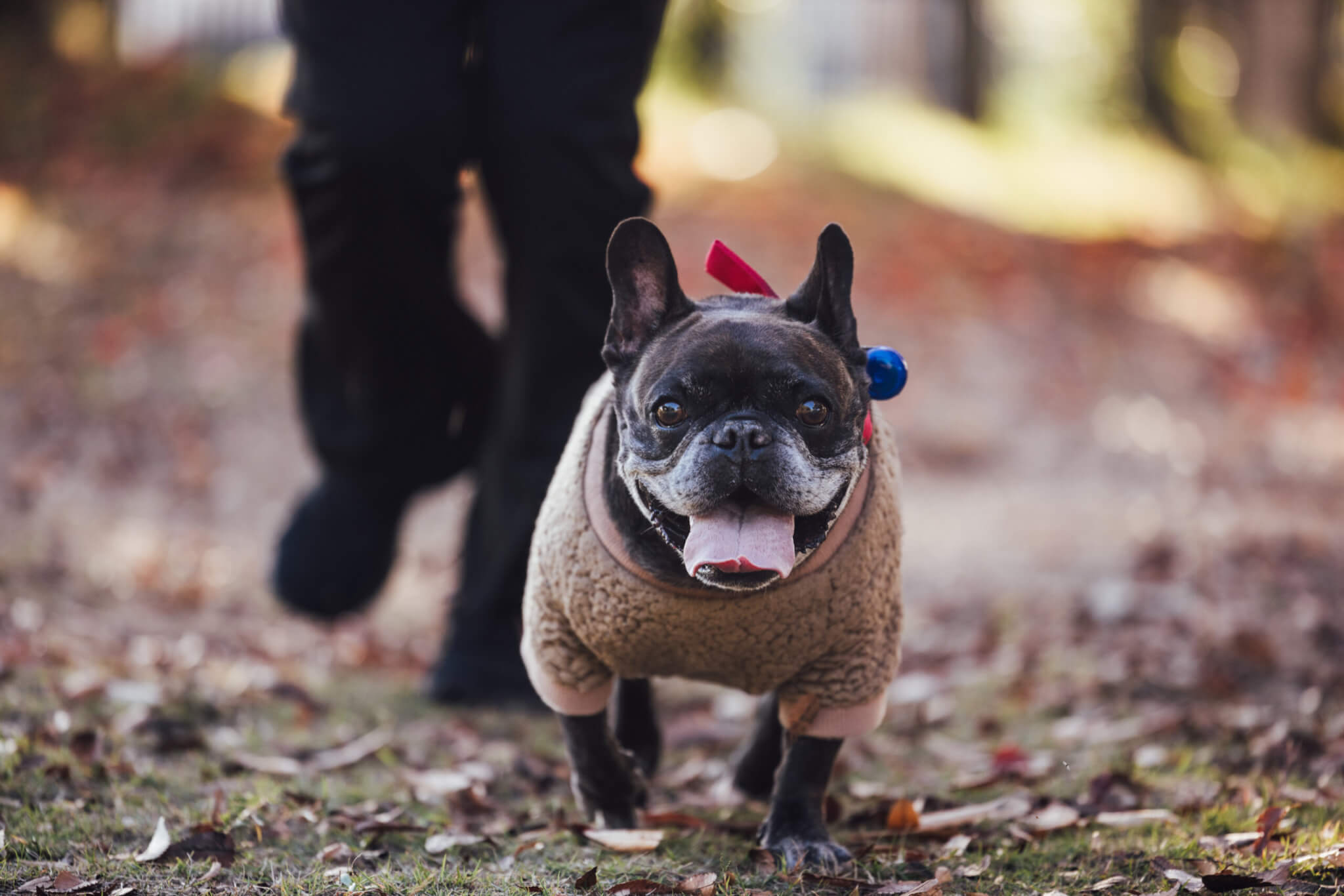 楽しそうに歩くつなぐちゃん