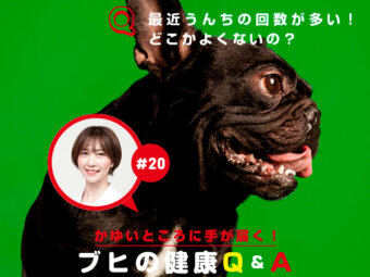 ブヒの健康Q＆A