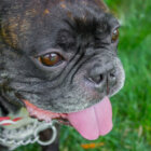 フレンチブルドッグ痩せてきた