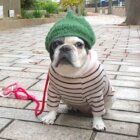 フレンチブルドッグ安い