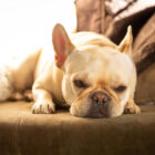 フレンチブルドッグ,香水,ネイル