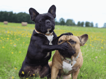 フレンチブルドッグ会話