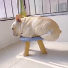 フレンチブルドッグ,動画