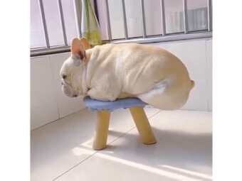 フレンチブルドッグ,動画