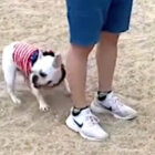 フレンチブルドッグ,動画