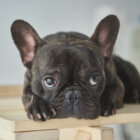 フレンチブルドッグ,病気,安心
