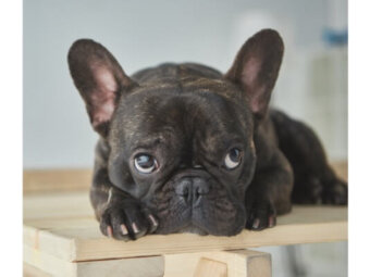フレンチブルドッグ,病気,安心
