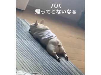 フレンチブルドッグ,動画