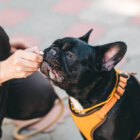 フレンチブルドッグ,ミドルシニア