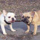 フレンチブルドッグ興奮