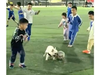 フレンチブルドッグ,動画