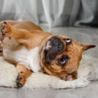 フレンチブルドッグ,リーダー