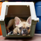 フレンチブルドッグ,移動,安全