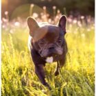 フレンチブルドッグ,命,別れ