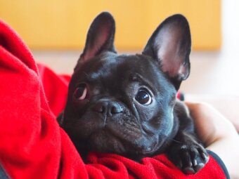 フレンチブルドッグかわいい