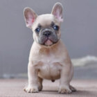 フレンチブルドッグ,パピー,家族