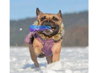 フレンチブルドッグ,冬,散歩