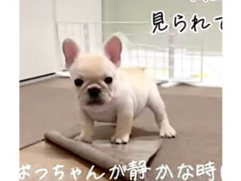 フレンチブルドッグ,動画