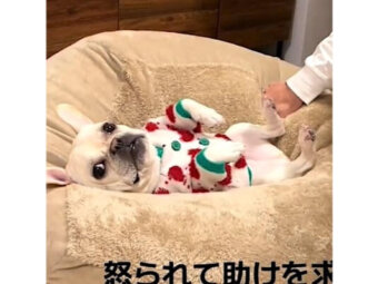 フレンチブルドッグ,動画
