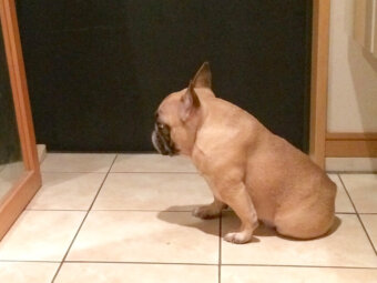 フレンチブルドッグ似てる