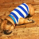 フレンチブルドッグフォーン