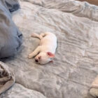 フレンチブルドッグ,動画