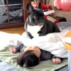 フレンチブルドッグ,動画
