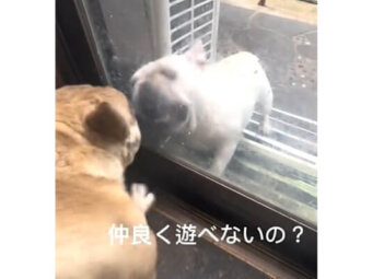 フレンチブルドッグ,動画