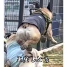 フレンチブルドッグ,動画