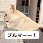 フレンチブルドッグ,動画