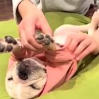 フレンチブルドッグ,動画