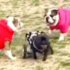 フレンチブルドッグ,動画