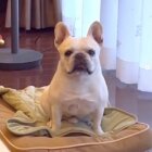 フレンチブルドッグ,動画