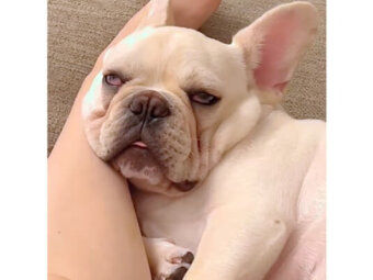 フレンチブルドッグ,動画
