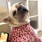 フレンチブルドッグ,動画