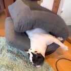フレンチブルドッグ,動画