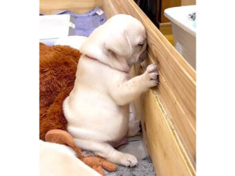 フレンチブルドッグ,動画