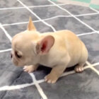 フレンチブルドッグ,動画