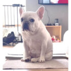 フレンチブルドッグ,動画