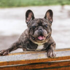 フレンチブルドッグ,性格